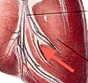 Coronious sinus , part of the cardiac vessels. Find out what it does.