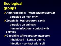 human infection is from contact with animals. an exampls is microsporum canis