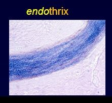Endothrix refers to dermatophyte infections of the hair that invade the hair shaft and internalize into the hair cell. This is in contrast to exothrix (ectothrix), where a dermatophyte infection remains confined to the hair surface