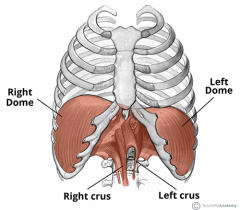 -tendons that attach diaphragm to abd wall
right crus- first three lumbar vertebrae
       -larger and longer than left
left crus- first two lumbar vertebrae