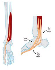 posterior tibialis, flexor digitorum longus and flexor hallucis longus (Tom, dick, and harry) 


 


-also the above order is the order of the tendons from anterior to posterior behind the medial malleolus (e.g. post. tib = most anterior/closest...