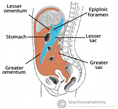 -largest extending across anterior abdomen & from diaphragm to pelvis
(houses the liver, spleen, stomach, duodenum, jejunum, ileum, cecum, trans colon, sig colon, and upper 2/3 of rectum)