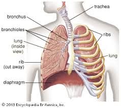 encompassing the heart, lungs, and bronchi