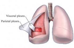 1. visceral - internal - adheres to each lung
2. parietal - external - adheres to chest wall, diaphragm, and mediastinum