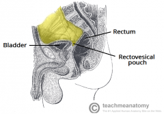 -male pelvic space
-posterior space btw post wall of bladder& rectum