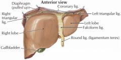 -from umbilicus into liver and splits into two branches that suspend liver from diaphragm 
    -coronary ligament: right branch
    -left triangular ligament: left branch