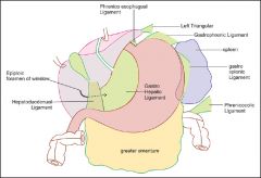 Abdominal Wall, Diaphragm, Peritoneal Cavity Flashcards - Cram.com
