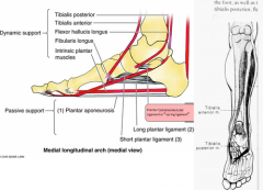 dynamic support: peroneus longus, posterior tibialis, foot intrinsics, FHL


 


Static support: plantar calcaneonavicular ligament (spring ligament) 