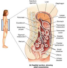-organs within peritoneal
liver, gallbladder, spleen, stomach, duodenum, jejunum, illeum, cecum + appendix, transverse colon, sigmoid colon, upper 1/3 of rectum, ovaries