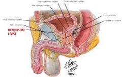 Between anterior wall of bladder & symphysis pubis