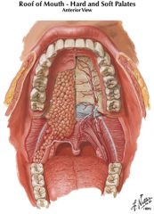 lesser palatine artery