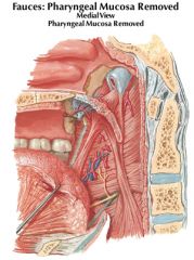 palatoglossal muscle