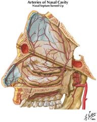 posterior lateral nasal branches of sphenopalatine artery