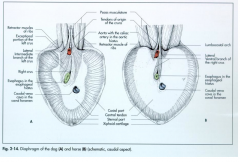 Pallea, pullistuu kraniaalisuuntaan rinta-ja vatsaontelon rajalla, kraniaalisin osa vertex tai cupula (vertex of the diaphragm, cupula diaphragmatis) Palleassa on aukot aortalle (hiatus aorticus), ruokatorvelle (hiatus esophagus) ja alaonttolaskim...