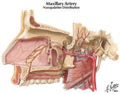 sphenopalatine artery