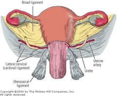 Primary support system for uterus
- attaches superior & lateral from uterus
- attaches inferior from vagina