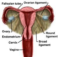 attaches uterine cornu to anterior pelvic wall