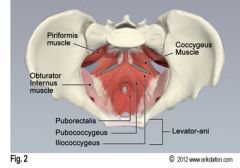 -bilateral muscle
-coccygeus, lleococcygeus, pubococcygeous
-attaches to pelvic side wall, then extends medially and fuses to opp side
-forms pelvic floor