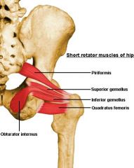 -triangular muscle on lateral pelvic wall
-from anterolateral, passes through lesser sciatic foramen, inserting into greater trochanter