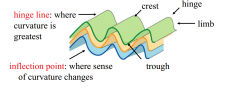 A. Crest. 


B. Hinge


C. Limb


D. Trough


E. Inflection point: where sense of curvature changes. 


F.  Hinge line: where curvature is the greatest. 