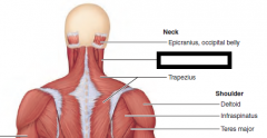 Flexes and laterally rotates the head

O—manubrium of sternum and medial portion of clavicle
I—mastoid process of temporal bone and superior nuchal line of occipital bone