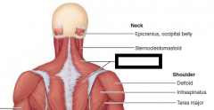 Stabilizes, raises, retracts,
and rotates scapula

O—occipital bone,
ligamentum nuchae,
and spinous processes
of C7 and all thoracic
vertebrae
I—a continuous insertion
along acromion and
spine of scapula and
lateral third of clavicle