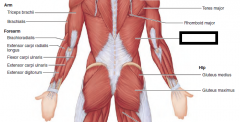 Prime mover of arm
extension; powerful
arm adductor; medially
rotates arm at shoulder;

O—indirect attachment
via lumbodorsal fascia
into spines of lower
six thoracic vertebrae,
lumbar vertebrae, lower
3 to 4 ribs, and iliac
crest; al...