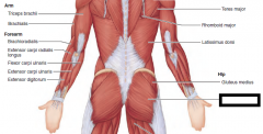 Major extensor of thigh;

O—dorsal ilium, sacrum,
and coccyx
I—gluteal tuberosity of
femur; iliotibial tract