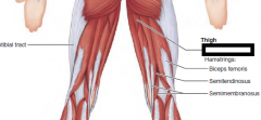posterior
part is a synergist of
hamstrings to extend
thigh

O—ischial and pubic rami
and ischial tuberosity
I—linea aspera and
adductor tubercle of
femur