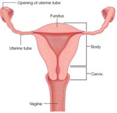 -most superior aspect of uterus above insertion of FT; lateral portions form cornu (horns) of uterus