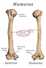 located midway on shaft of humerus
 
deltoid muscle inserts here