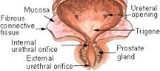 inferior mid portion of bladder