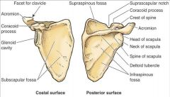 face of scapula
 
subscapularis muscle inserts here