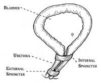 thickened area of bladder wall surrounding the urethra
