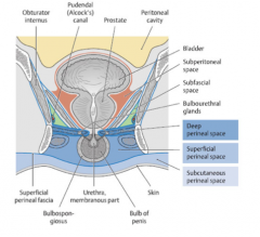 Deep perineal space
Spfc perineal space
Subcutaneous perineal space