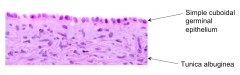 What is the cuboidal germinal epithelium of the ovary continuous with?