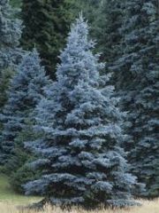 - bluish-gray in color
-needles t 1” long, stiff, and pointed at the tip.
-cones are light brown, about 3” long, and produced in the upper branches of the tree.