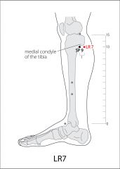 LVR7 – Xiguan – Knee Gate/Joint