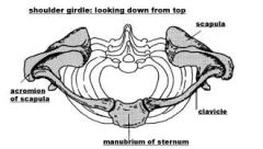 considered an "incomplete girdle"
 
made up of:
- clavicle
- scapular
- sternum
 
no posterior bony attachment (it is attached by muscles)
 
anterior bony attachment to sternum