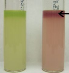 Which of these two indole production tests is positive?