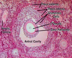 - Membrana Granulosa: follicular cells lining the antrum cavity
- Theca Interna: layers of cuboidal follicular cells bordering the membranous granulosa 
- Zona Pellucida
- Antrum Cavity