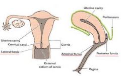 anterior
lateral (2)
posterior