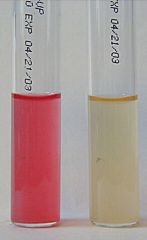 Which of these methyl red tests is positive?
