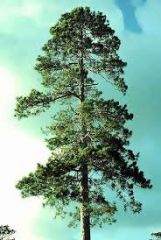 -Bark light red-brown
-needles evergreen, in clusters of 2, slender
-traight, limbless trunk for almost 3/4 length and an oval crown.