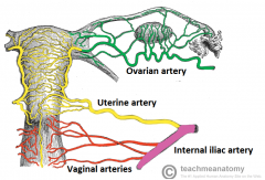 Uterine & Ovarian arteries