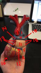 Posterior view
1. superior vena cava
2. inferior vena cava
3. aorta
4. pulmonary trunk
5. right atrium10. apex of the heart
11. left atrium
12. coronary sinus
13. pulmonary veins
14. left pulmonary artery
15. right pulmonary artery