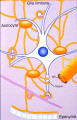 Marked by GFAP (glial fibrullary astrocyte protein)
1. Only neuronal cell that store glucose.
2. They isolate synapses and the nodes of Ranvier
3. They interconnect the brain surface (glial limitans), epnedymal lining the ventricles, synapses a...