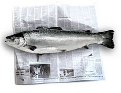 (n) newspaper lacking useful information, "only good for wrapping fish" 