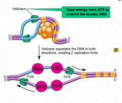Moves along the separated DNA strands bidirectionally to separate the strands