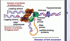 DNA gyrase generates negative supercoiling, DNA helicase generates positive supercoiling